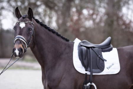 Picture for category Dressage